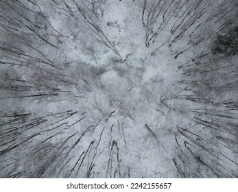 Aerial top down of  forest full with bare trees in winter - Powered by Shutterstock