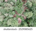 Aerial top down of Krumme Lanke Lake during summer in Grunewald Forest in West Berlin Germany