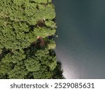 Aerial top down of Krumme Lanke Lake during summer in Grunewald Forest in West Berlin Germany