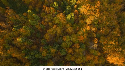 AERIAL TOP DOWN: Scenic topdown shot of a deciduous forest changing leaves at the height of autumn. Picturesque flying view of the vibrant Slovene woodlands changing colors in the golden fall sunshine - Powered by Shutterstock