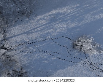 AERIAL TOP DOWN: A tangle of patterns with hoofprints carved into a snowy field. White trees cast long shadows on the untouched snow with a maze of horse tracks on a crisp and sunny winter morning. - Powered by Shutterstock