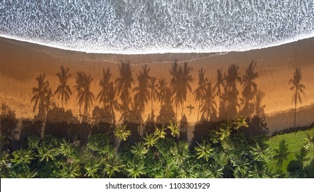 AERIAL TOP DOWN Unrecognizable Surfer Walking On Sandy Beach Between Palm Tree Shades On Sunny Morning. Young Man Carrying Surfboard After Surfing. Shadows Of A Surfer And Lush Palms On Tropical Beach