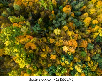 Aerial Top Down View Of Autumn Forest With Green And Yellow Trees. Mixed Deciduous And Coniferous Forest. Beautiful Fall Scenery Near Vilnius City, Lithuania