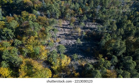 Aerial Top Down View Of Autumn Forest With Green And Yellow Trees. Mixed Deciduous And Coniferous Forest. Autumn Forest From Above. Colorful Forest Aerial View. Cleared Clearing After Bark