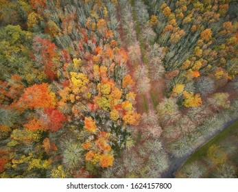 Aerial Top Down View Of Colorful Autumn Forest In Versailles Near Paris, France