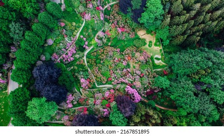 Aerial top down view of colorful blooming rhododendron shrubs among the trees in the Oasi Zegna, natural area and tourist attraction in Piedmont, Italy. Natural background, drone photography.