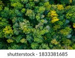 aerial top down view of a green forest, drone view, natural green background