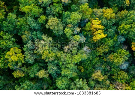 aerial top down view of a green forest, drone view, natural green background