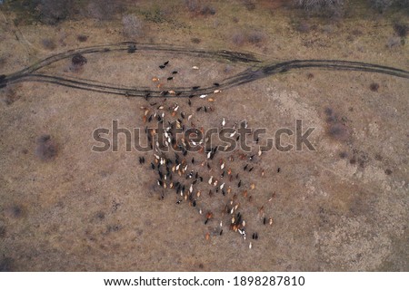 
Aerial top down view of herd of cows going on the field. Two shepherd riding on horses near the flock. Dogs running around cows. Domestic agriculture animals. Caucasus, Russia winter.