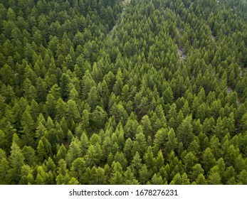 aerial top down view on the green pine forest with fog - Shutterstock ID 1678276231