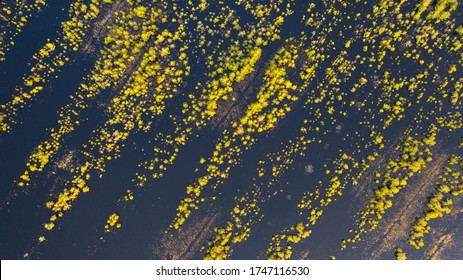 Aerial Top Down View On The Former Peat Extraction Filed With Regular Ditches And Rows Of Trees Currently Flooded By Ditch Blocking For Wetland And Peatland Restoration In Protected Area