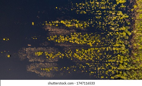 Aerial Top Down View On The Former Peat Extraction Filed With Regular Ditches And Rows Of Trees Currently Flooded By Ditch Blocking For Wetland And Peatland Restoration In Protected Area