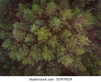 Aerial Top Down View Over Baltic Pine Tree Forest In Autumn.