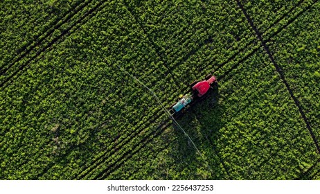 aerial top down view process of spraying with chemicals and pesticides fields with potatoes. Growing potatoes in fields cultivating vegetables. tractor pulls barrel with irrigation system behind it. - Powered by Shutterstock