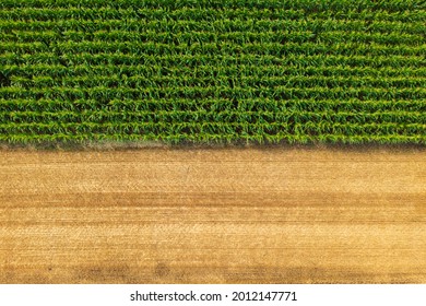 Aerial top down view of rows of corn near harvested wheat field. Farm landscape. - Powered by Shutterstock