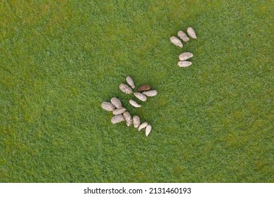 Aerial top down view of sheep herd feeding on grass in green field. - Shutterstock ID 2131460193