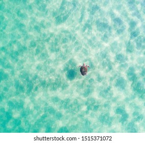 Aerial top down view of a turtle swimming in a beautiful turquoise water  - Powered by Shutterstock