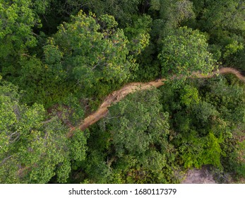 Aerial Top Down View Of The Walk Path In The Tropical Jungle 