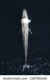 An Aerial Top Shot Of A Gorgeous Blue Whale On The Surface-emitting Water