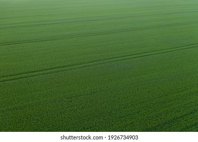 Aerial Top View Of An Agriculture Field In Countryside On A Spring Day. Ukrainian Landscapes. Green Harvest Field. Land Covered With Green Grass. Green Wheat Field. Drone Shot.