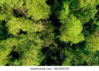 Aerial Top View Of A Bamboo Forest In Ecuador