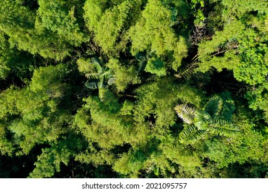 Aerial Top View Of A Bamboo Forest With Two Palm Trees Growing In The Middle