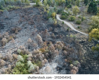 Aerial Top View To Burnt Out Trees After Forest Fire