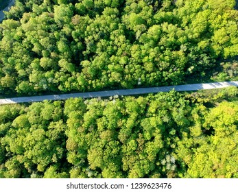 Aerial top view of a country road through green fir and maple forest at summer in Canada. Bird eye view of a road through the forest at the sun in British Columbia, BC