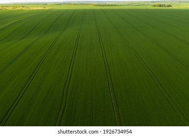 Aerial Top View Of An Endless Agriculture Field In Countryside On A Spring Day. Ukrainian Landscapes. Green Harvest Field. Land Covered With Green Grass. Green Wheat Field. Drone Shot.