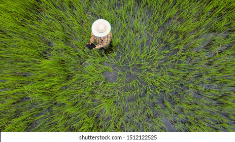 Aerial Top View Of Farmer Using Digital Tablet In A Green Rice Field, View From Above Shot By Drone