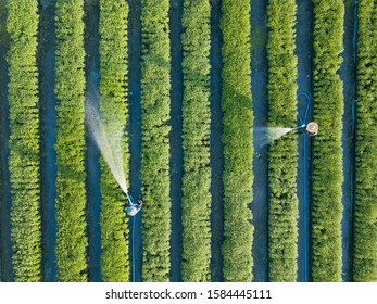Aerial top view of farmers watering vegetable using hose in the garden that planted in row for agricultural usage purpose