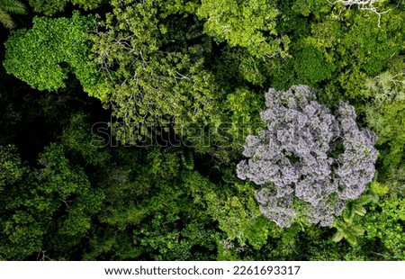 Aerial top view, flying closely over a tropical forest giving a detail view