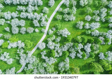 aerial top view of the footpath among blooming fruit trees in apple orchard. springtime - Powered by Shutterstock