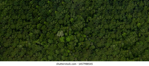 Aerial top view forest tree, Rainforest ecosystem and healthy environment concept and background, Texture of green tree forest view from above, copy space for web banner.  - Shutterstock ID 1457988545