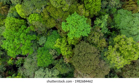 Aerial top view forest tree, Amazon Rainforest ecosystem and healthy environment concept and background, Texture of green tree forest view from above.