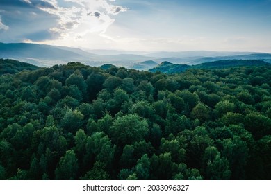 Árbol forestal de visión aérea, ecosistema de selva tropical y medio ambiente saludable, textura de la vista de los bosques de árboles verdes desde arriba