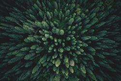 Aerial Top View Green Forest And Green Trees In Rural Altai, Drone Photo.