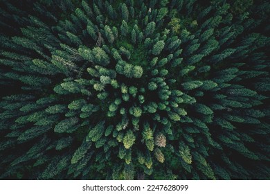 Aerial top view green forest and green trees in rural Altai, Drone photo. - Powered by Shutterstock