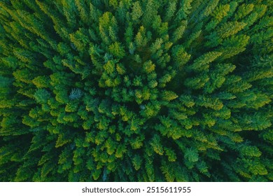 Aerial top view green forest and green trees in rural Altai, Drone photo. - Powered by Shutterstock