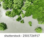 Aerial top view of green mangrove forest. Mangrove ecosystem. Natural carbon sinks. Mangroves capture CO2 from the atmosphere. Blue carbon ecosystems. Mangroves absorb carbon dioxide emissions.