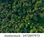 Aerial top view of green trees in forest. Drone view of dense green tree captures CO2. Green tree nature background for carbon neutrality and net zero emissions concept. Sustainable green environment.