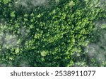 Aerial top view of green trees in forest. Green tree nature background for carbon neutrality and net zero emissions concept. Drone view of green tree captures CO2 to Sustainable green environment.