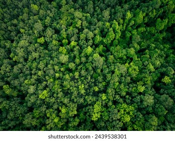 Aerial top view of green trees in forest. Drone view of dense green tree captures CO2. Green tree nature background for carbon neutrality and net zero emissions concept. Sustainable green environment. - Powered by Shutterstock