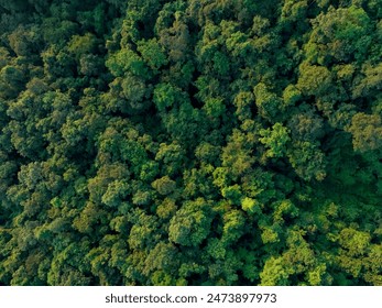 Aerial top view of green trees in forest. Drone view of dense green tree captures CO2. Green tree nature background for carbon neutrality and net zero emissions concept. Sustainable green environment. - Powered by Shutterstock