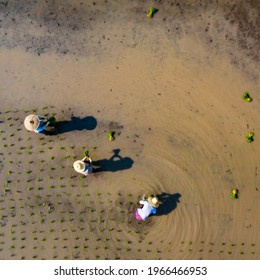 Aerial top view of group of traditional asian farmer planting rice on a beautiful field filled with water, People work farming profession rural villager