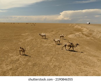 Aerial Top View Of Herd Of Camels In The Desert Of Karaganda Region, Kazakhstan.