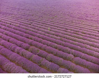 Aerial Top View Of Lavender Field At Summer Day