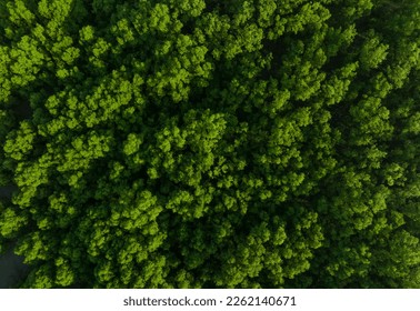 Aerial top view of mangrove forest. Drone view of dense green mangrove trees captures CO2. Green trees background for carbon neutrality and net zero emissions concept. Sustainable green environment. - Powered by Shutterstock