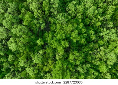 Aerial top view of mangrove forest. Drone view of dense green mangrove trees captures CO2. Green trees background for carbon neutrality and net zero emissions concept. Sustainable green environment. - Shutterstock ID 2287723035