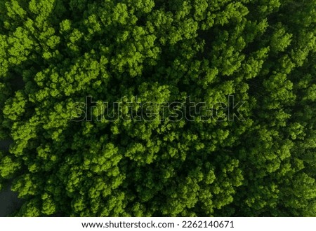 Aerial top view of mangrove forest. Drone view of dense green mangrove trees captures CO2. Green trees background for carbon neutrality and net zero emissions concept. Sustainable green environment.